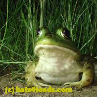 /home//u458753944/public_html/sourcegallery//Frogs/More bullfrogs/P7060238.JPG